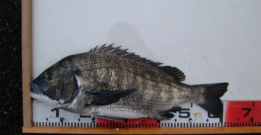 ８日と９日の釣果