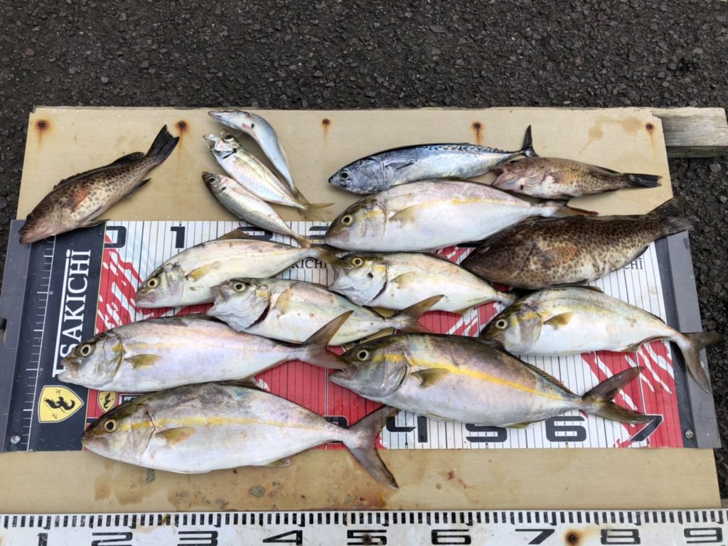 今日の釣果