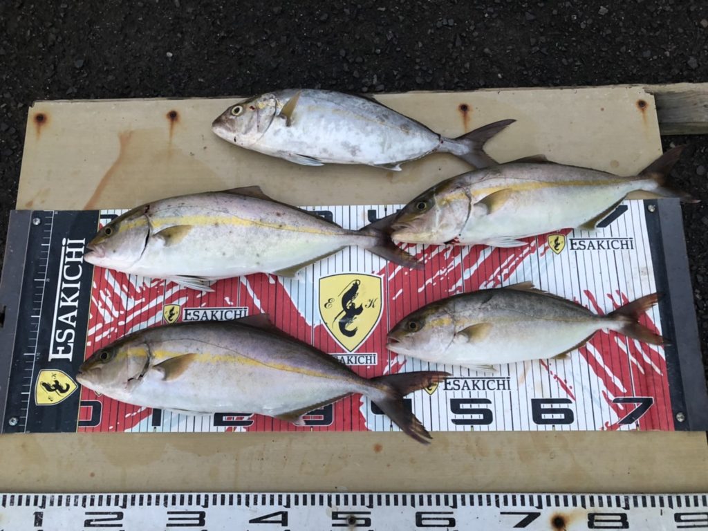 今日の釣果