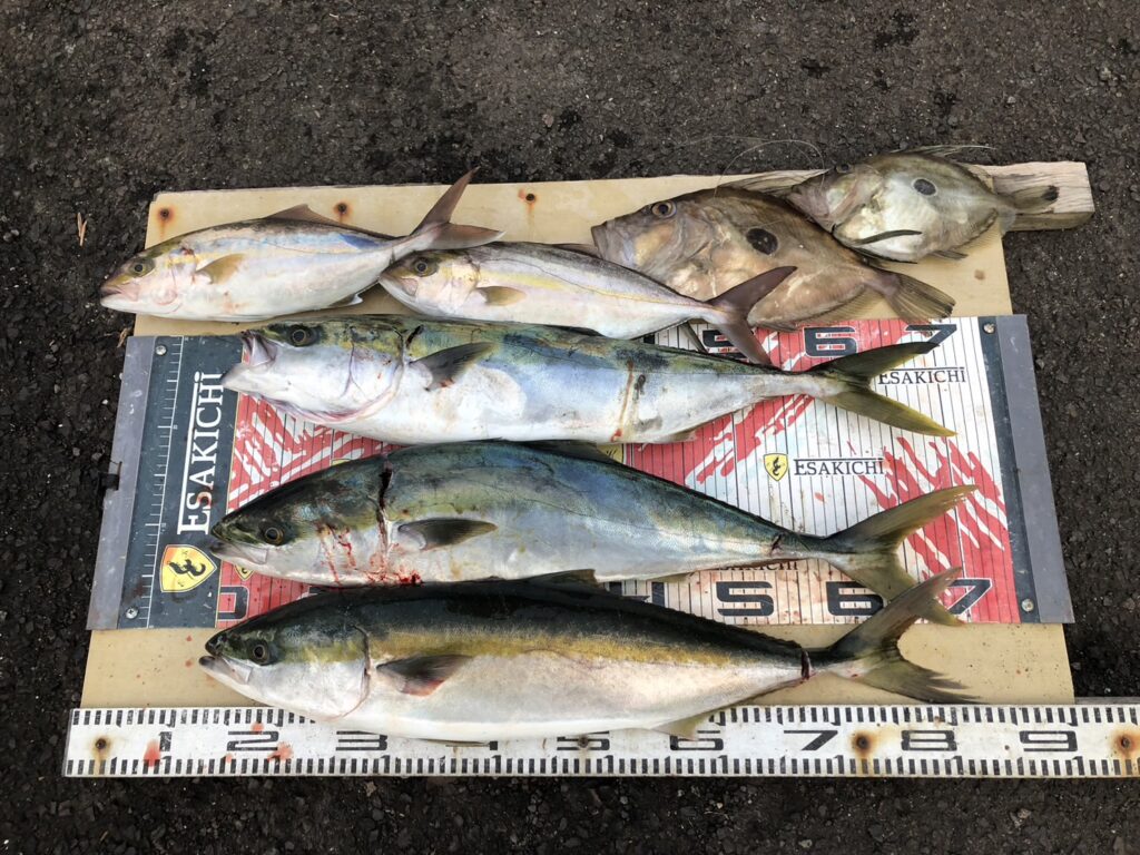 今日の釣果