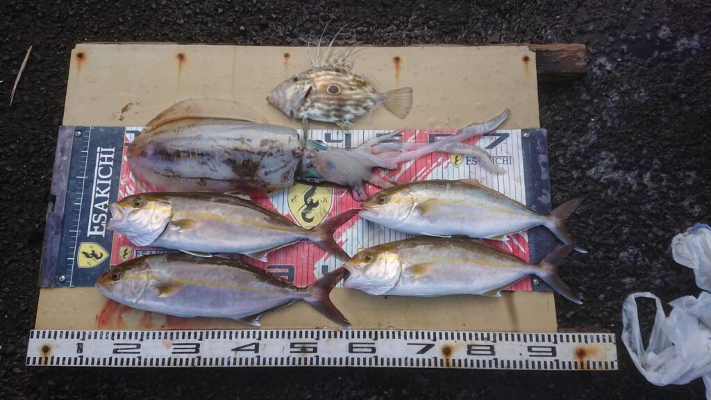 今日の釣果