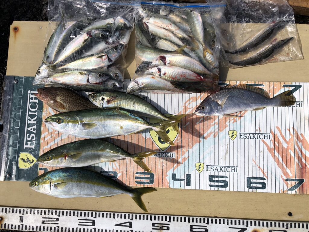 今日の釣果