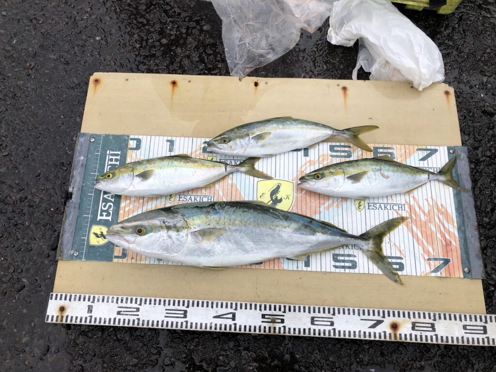 今日の釣果