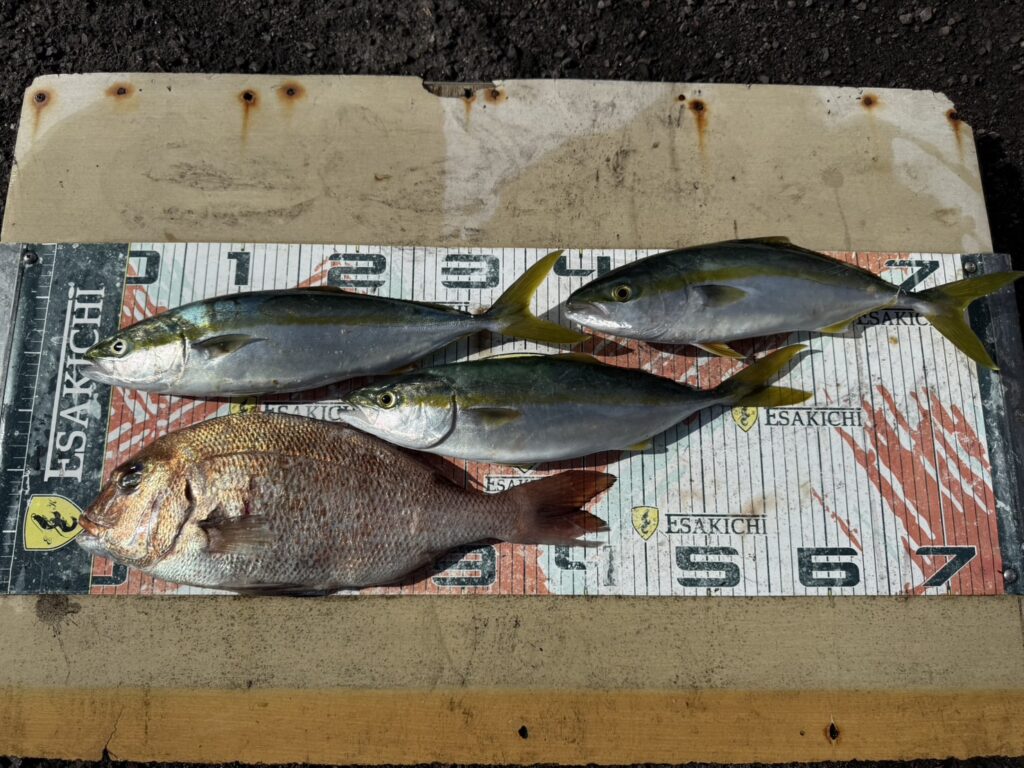 今日の釣果