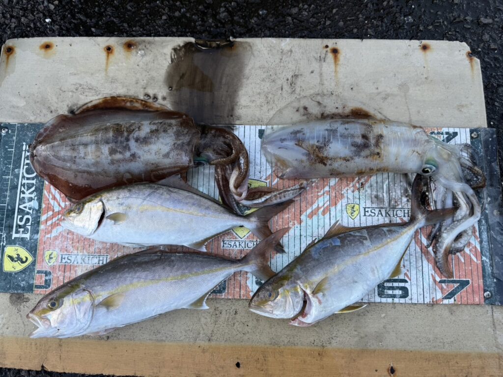 今日の釣果