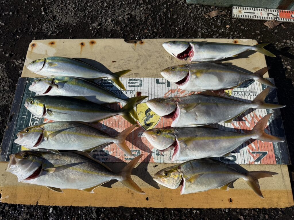 今日の釣果