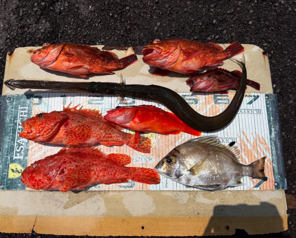 今日の釣果
