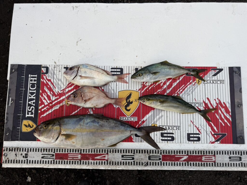 今日の釣果