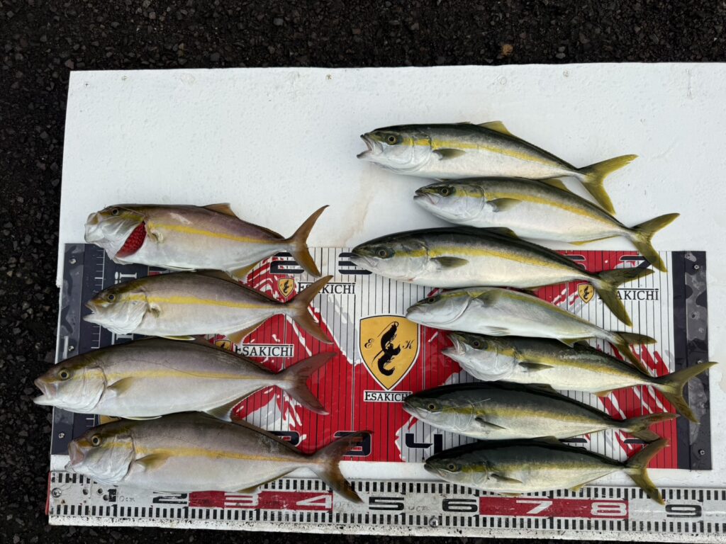 今日の釣果