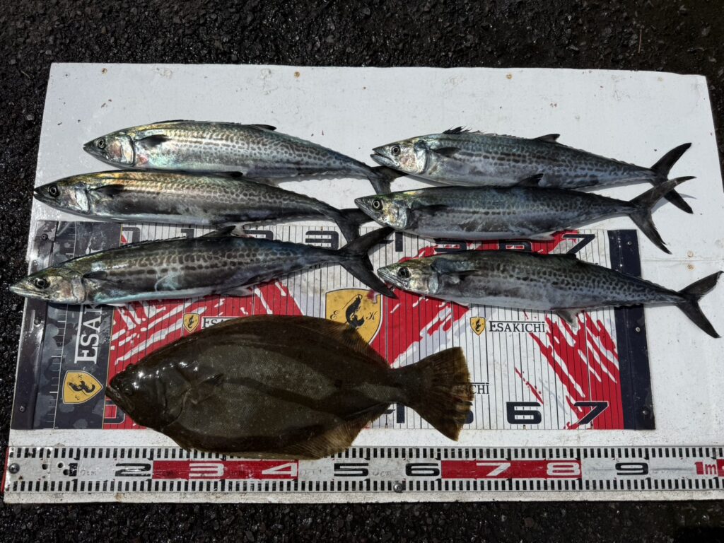 今日の釣果