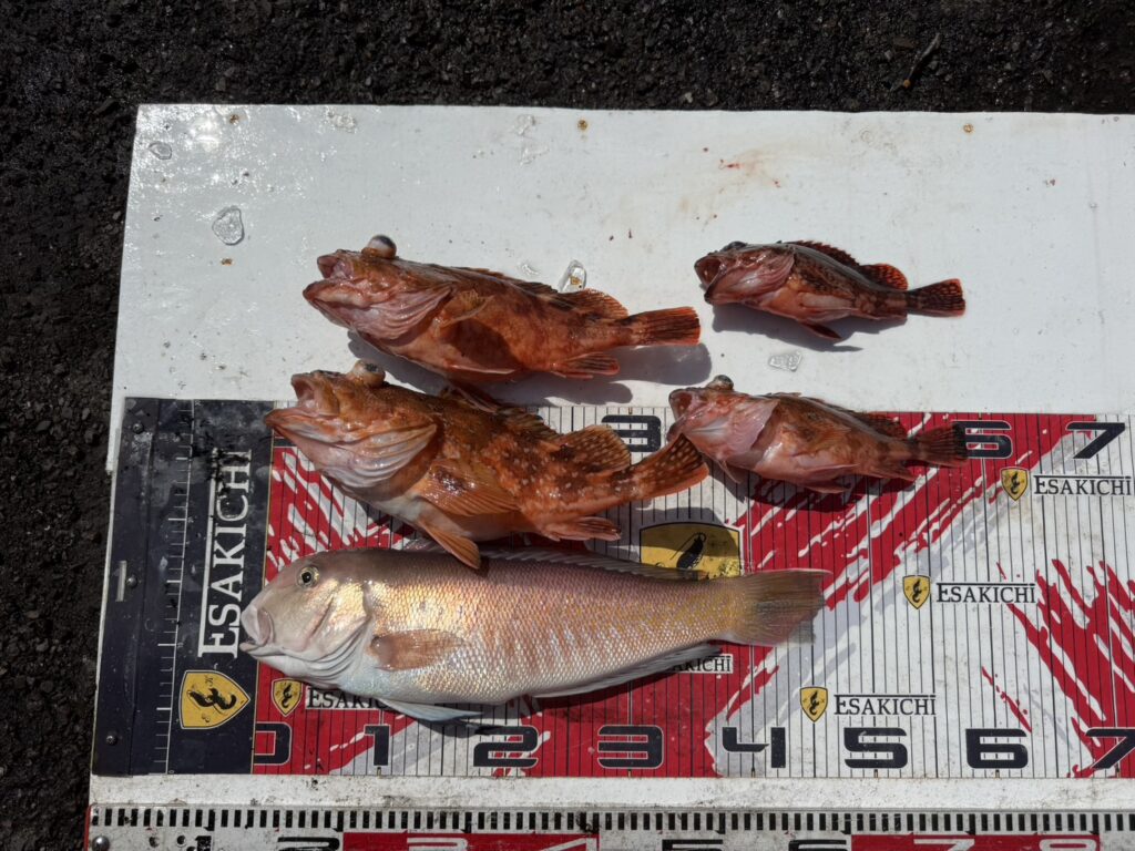 今日の釣果